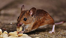 Find Exterminators in Saluda County